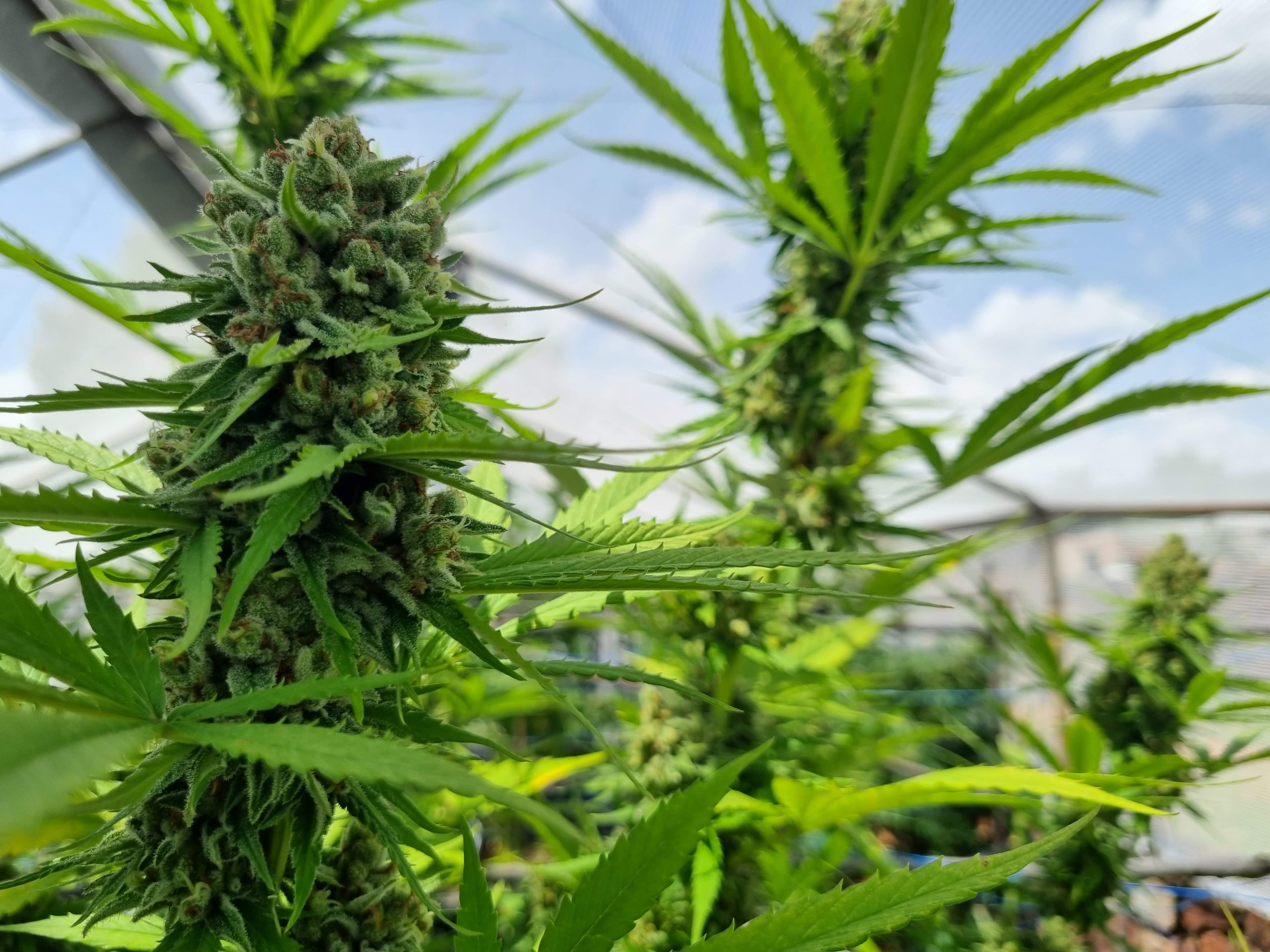 Mature cannabis flower with dense trichomes surrounded by serrated green leaves in outdoor cultivation setting.