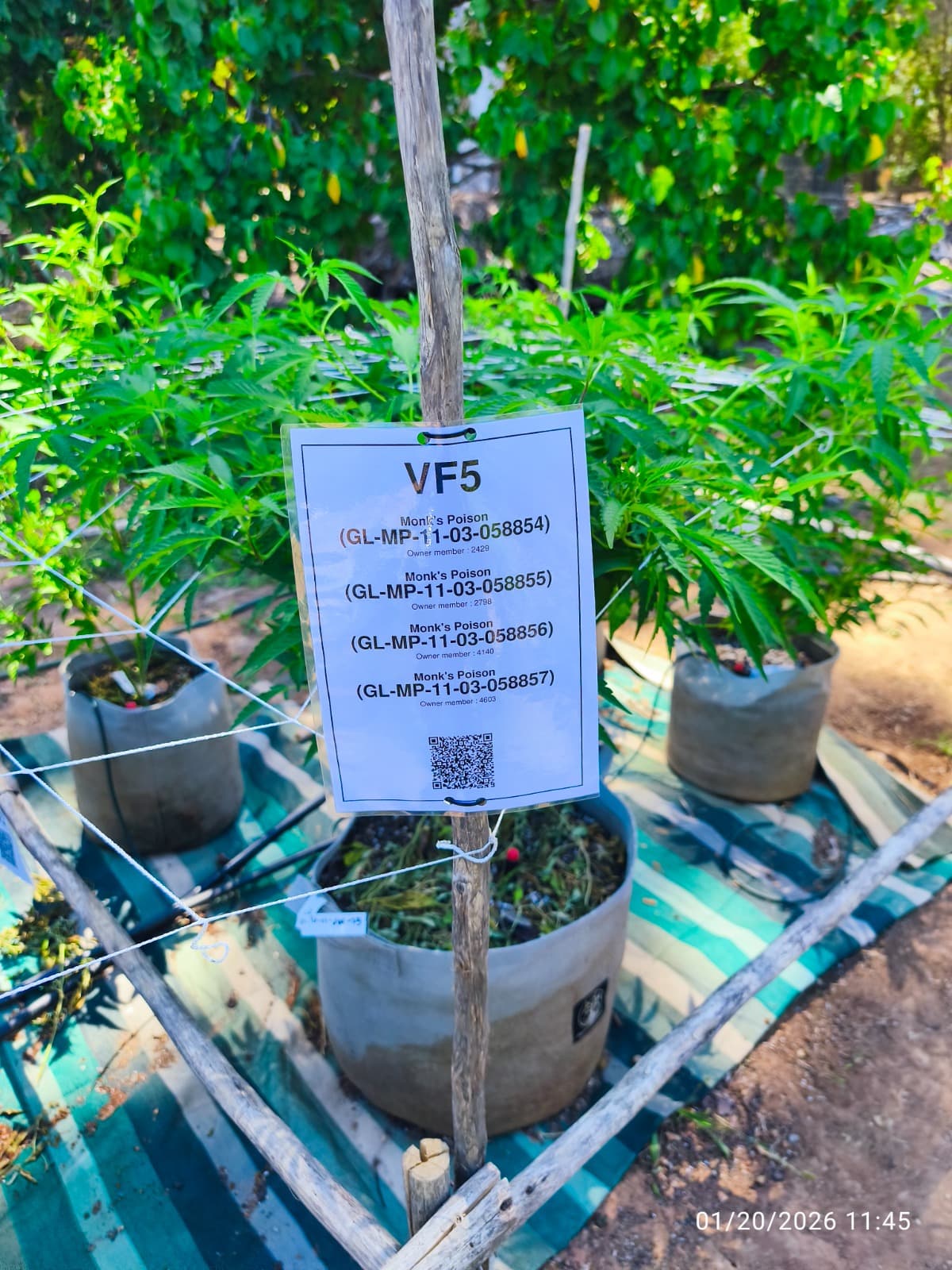 GOAlite private area compliance sign attached to wooden stake among potted cannabis plants in nursery setting showing strain name, QR code and unique identification numbers