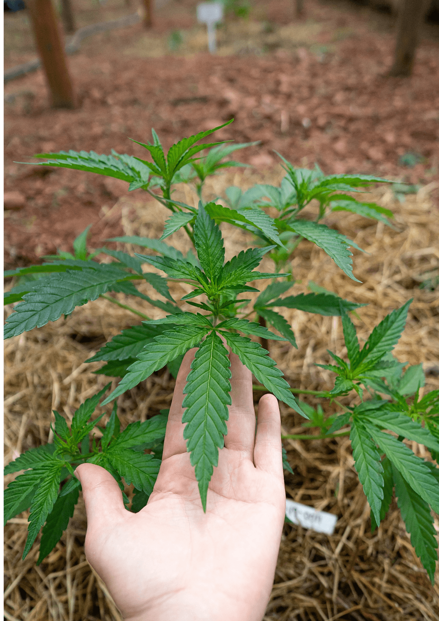Become a Cannabis Cultivator or Processor in South Africa
